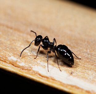 Pest control in New York, NY